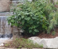 Photo  11